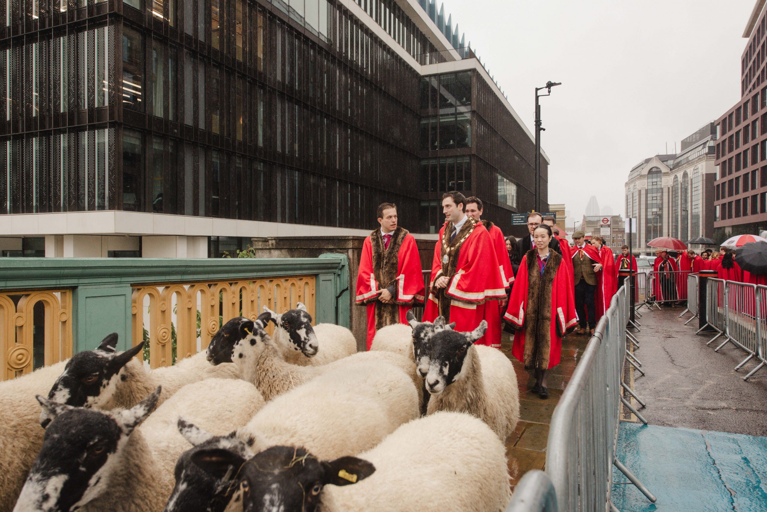 18. Sheep-Drive-Young-Freemen-28-September-2025-Photo-Carla-Salvatore-5537
