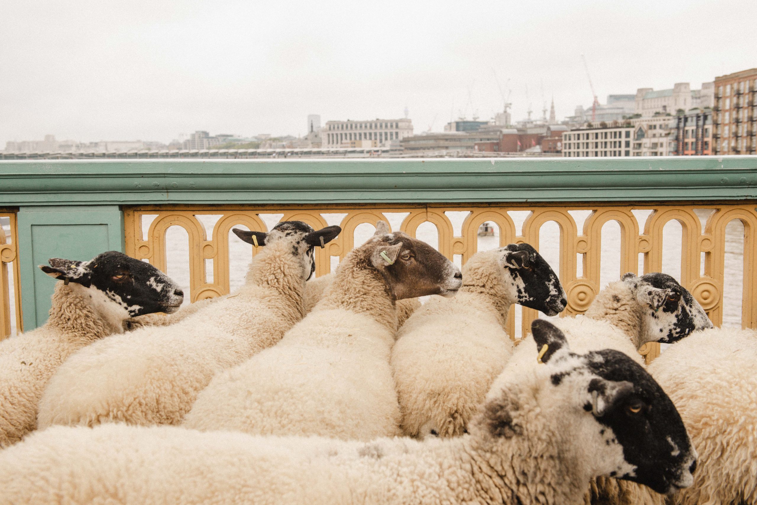 20. Sheep-Drive-Young-Freemen-28-September-2025-Photo-Carla-Salvatore-4670